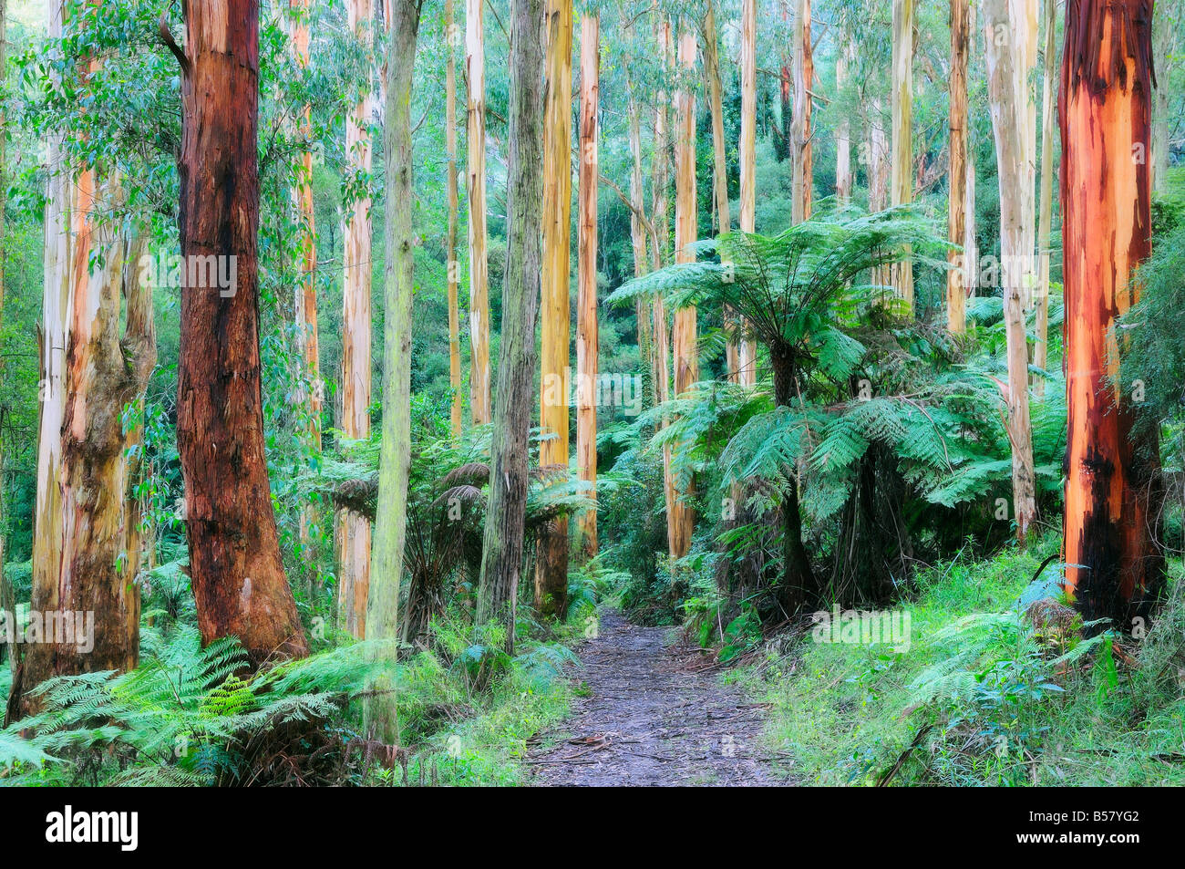 Chemin à travers la forêt, Dandenong Ranges, Victoria, Australie, Pacifique Banque D'Images