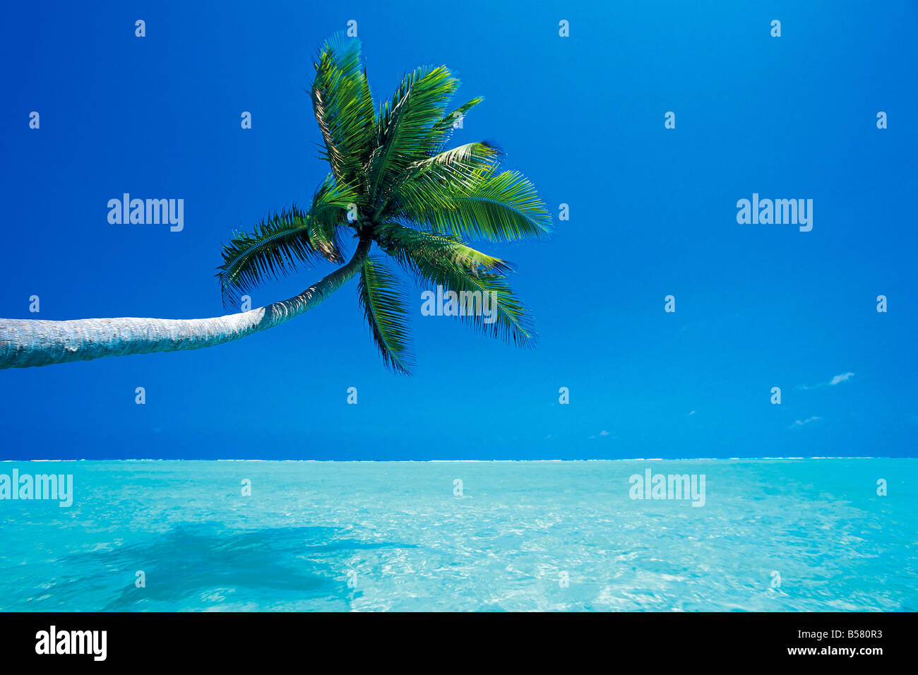 Palmier surplombant la mer, Male Atoll, Maldives, océan Indien, Asie Banque D'Images