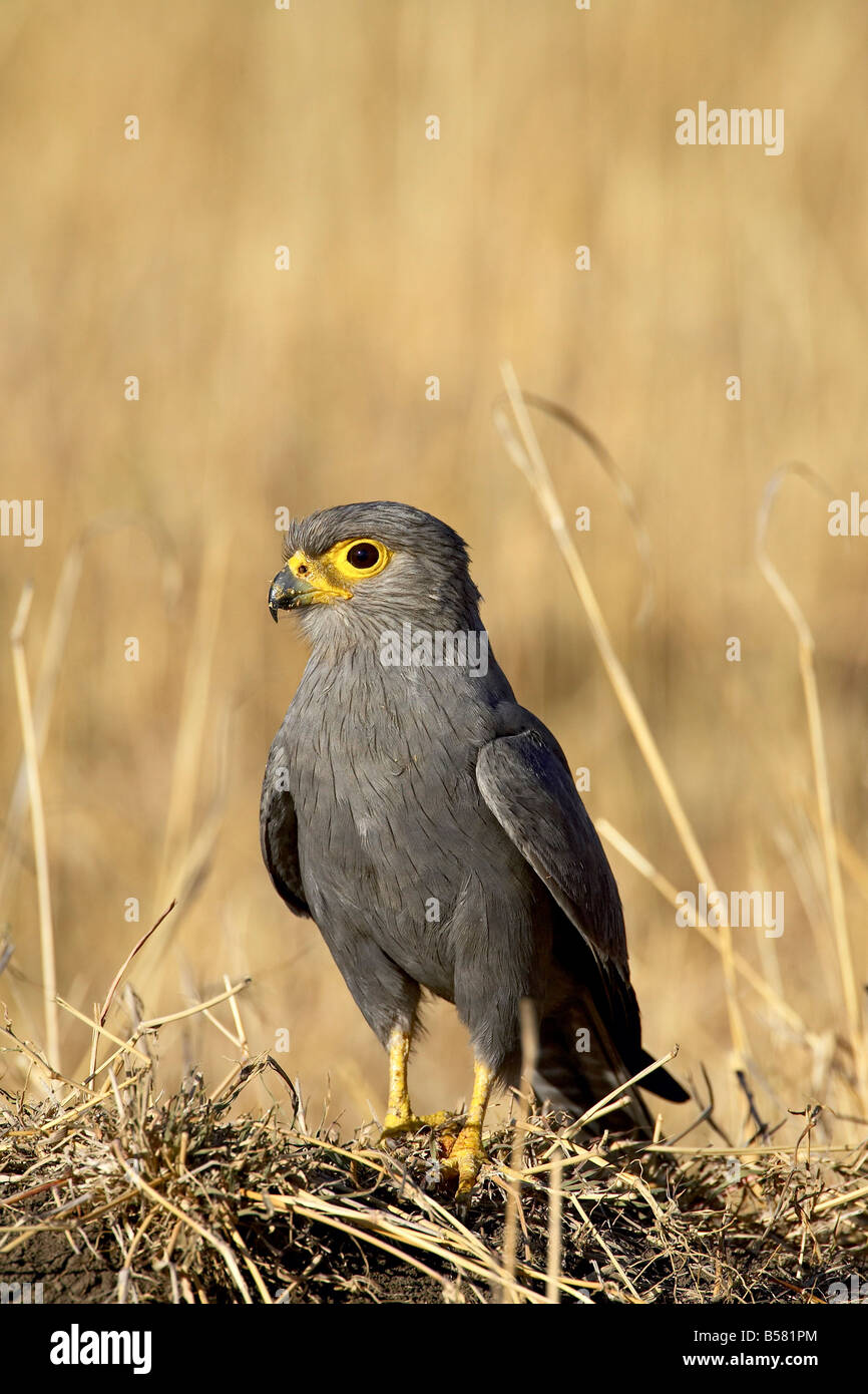 Gray crécerelle (Falco ardosiaceus), Masai Mara National Reserve, Kenya, Afrique de l'Est, l'Afrique Banque D'Images