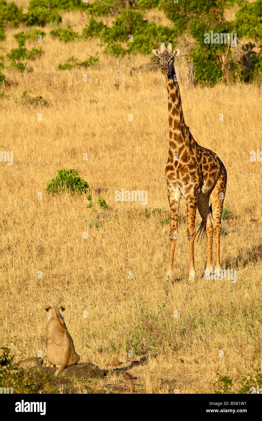 Lion (Panthera leo) et Masai giraffe se regarder, Masai Mara National Reserve, Kenya Banque D'Images