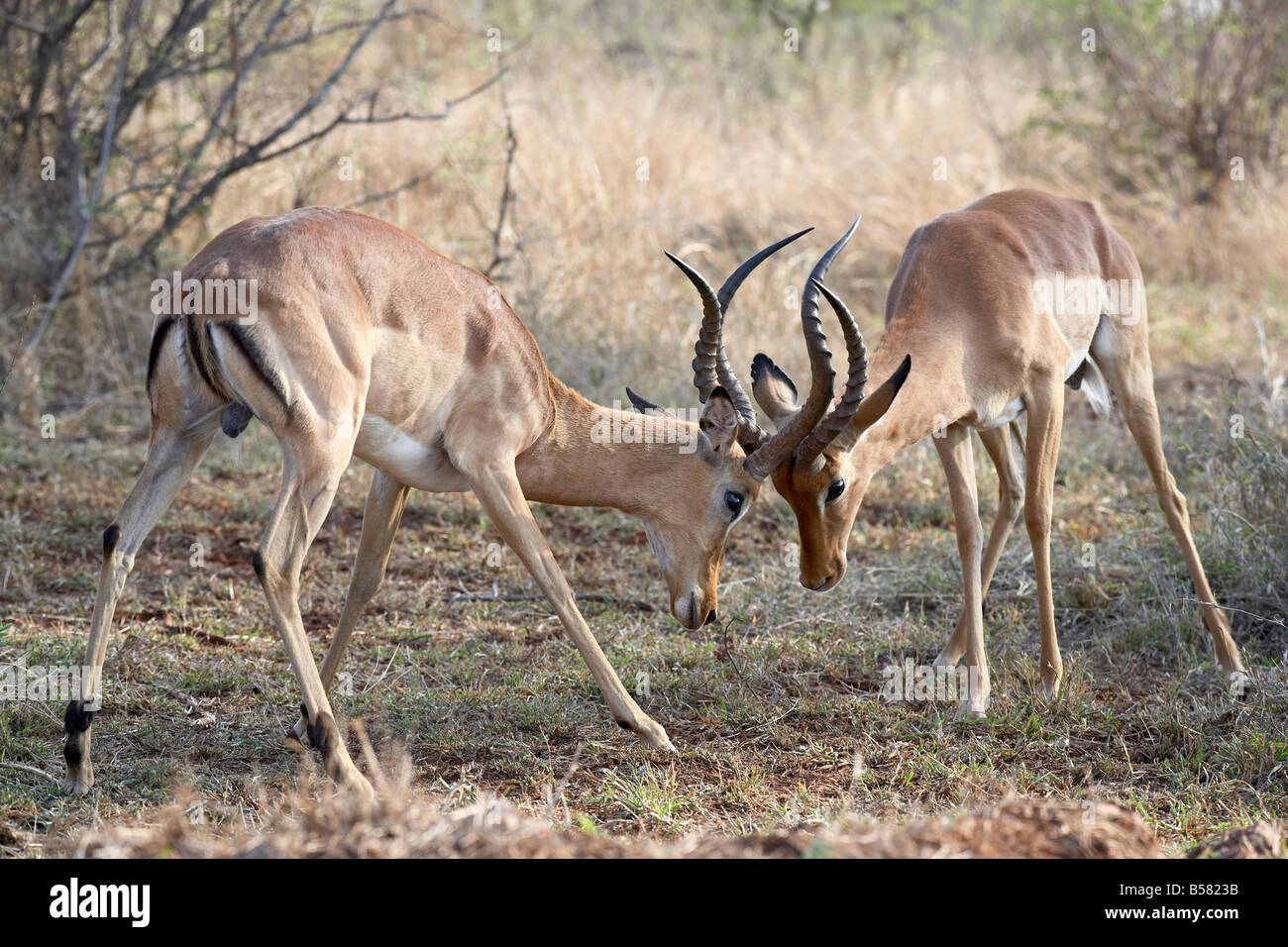 Deux hommes Impala (Aepyceros melampus) combats, Kruger National Park, Afrique du Sud, l'Afrique Banque D'Images