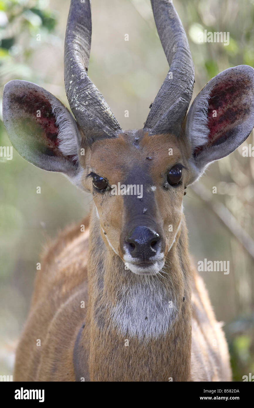 Bushbuck (Tragelaphus scriptus mâle), Masai Mara National Reserve, Kenya, Afrique de l'Est, l'Afrique Banque D'Images