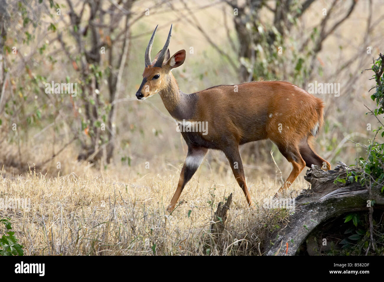 Bushbuck (Tragelaphus scriptus mâle), Masai Mara National Reserve, Kenya, Afrique de l'Est, l'Afrique Banque D'Images