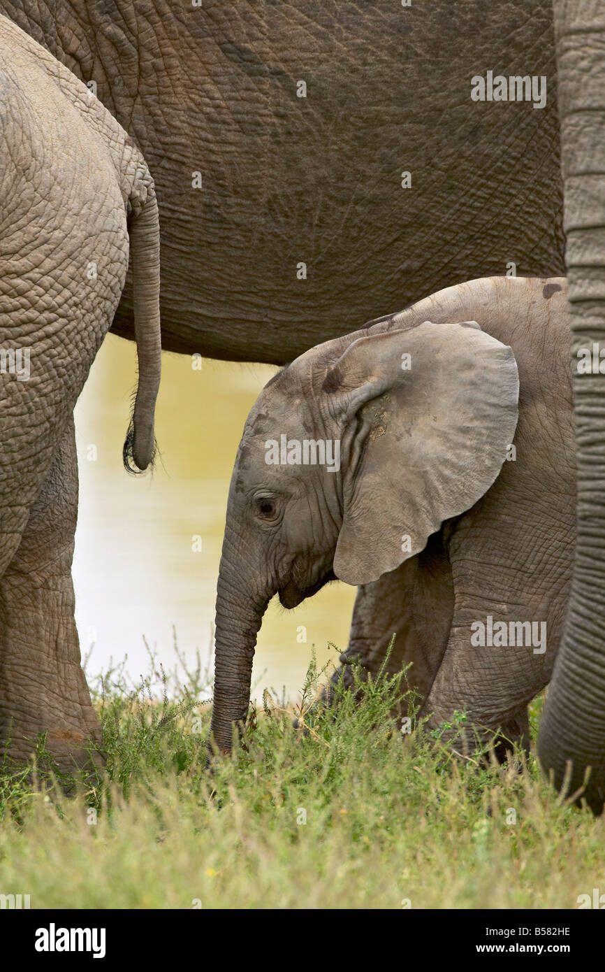 Bébé éléphant africain (Loxodonta africana), l'Addo Elephant National Park, Afrique du Sud, l'Afrique Banque D'Images