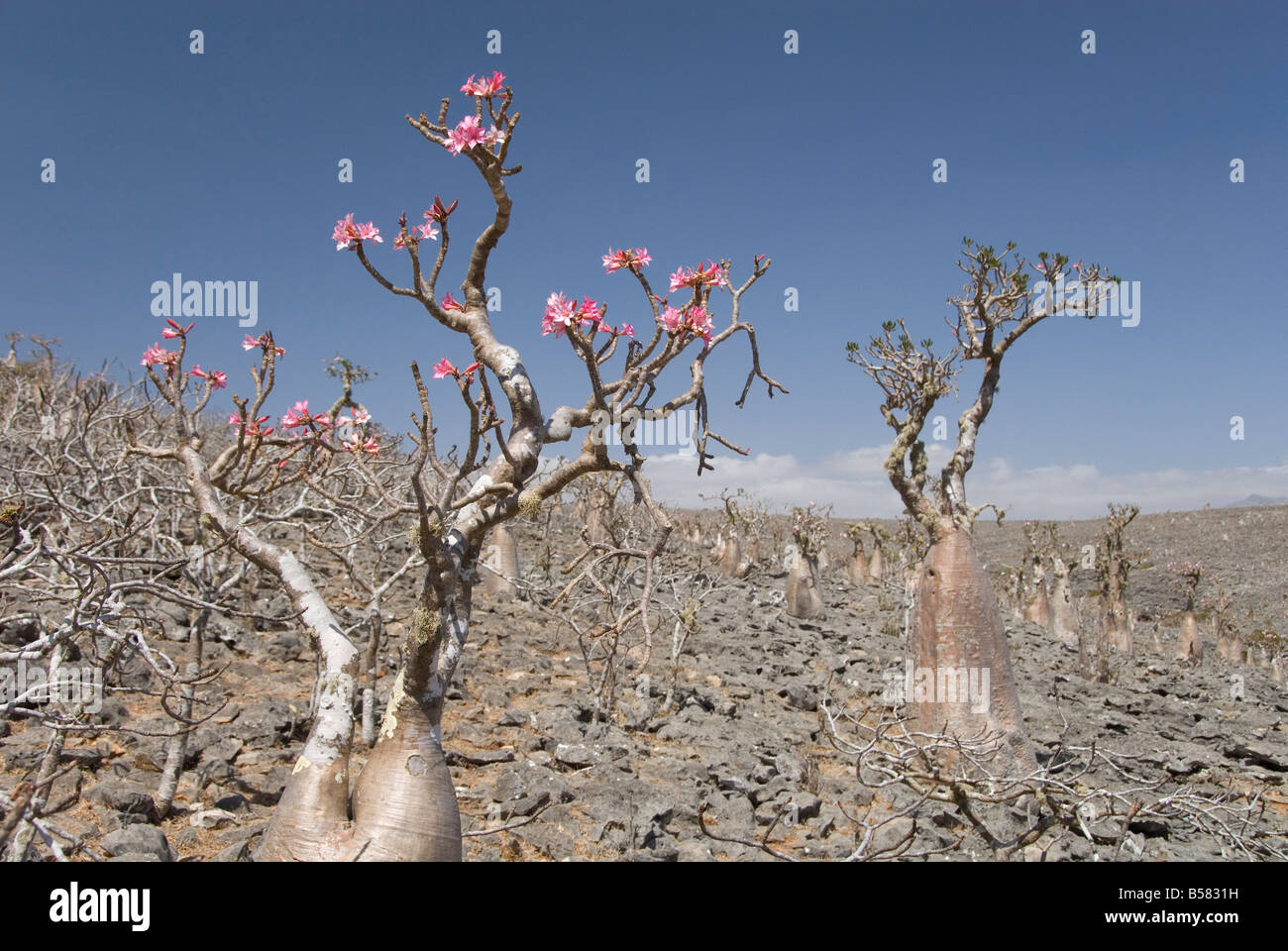 Arbre-bouteille (Adenium obesum), endémique de l'île, connu sous le nom de Desert Rose, Plateau Diksam, centrale de l'île de Socotra, au Yémen Banque D'Images