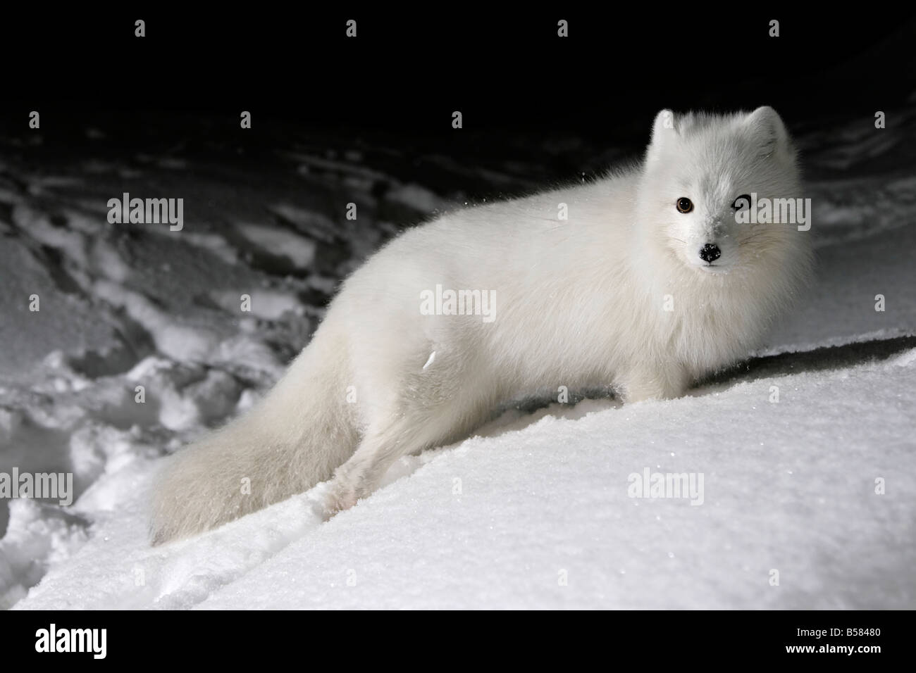 Le renard arctique Alopex lagopus en pelage d'hiver, la recherche de proies sur la toundra gelée. L'île de Kolguev, la Russie. Banque D'Images