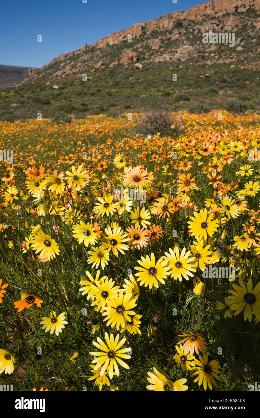 Chaque printemps, Biedouw wildlflower tapis Vallée, Western Cape, Afrique du Sud, l'Afrique Banque D'Images