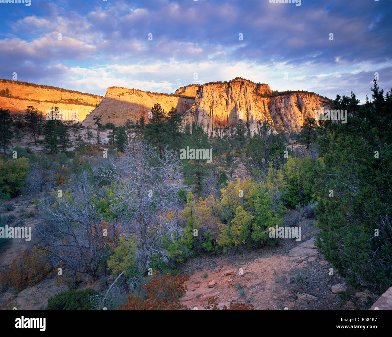 La première lumière sur les collines, Zion National Park, Utah, États-Unis d'Amérique, Amérique du Nord Banque D'Images