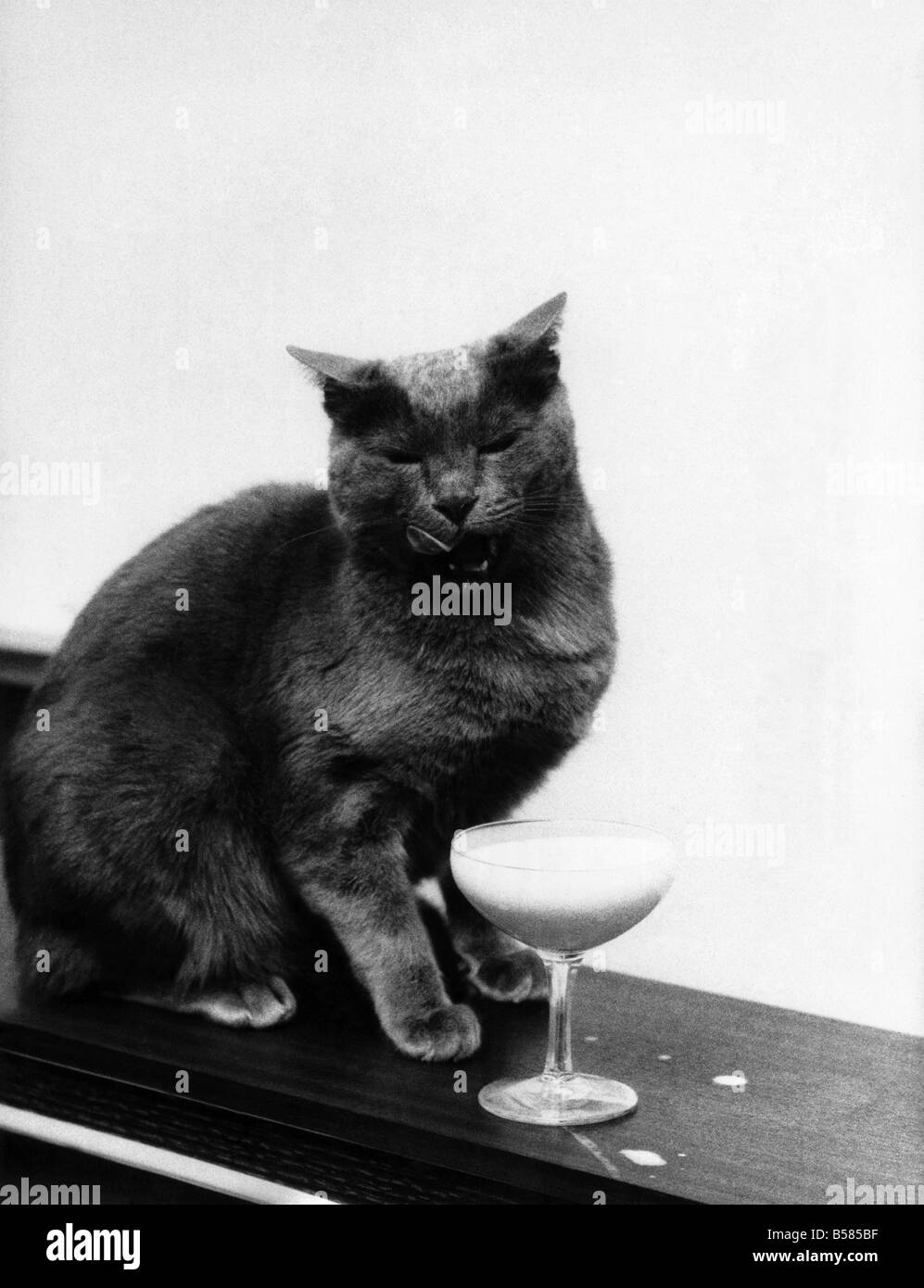 Russ. Les plus riches du Royaume-Uni Self-Made Cat : à peu près la seule chose banale à propos de Russ, l'élégant chat dans notre photo, c'est que Banque D'Images