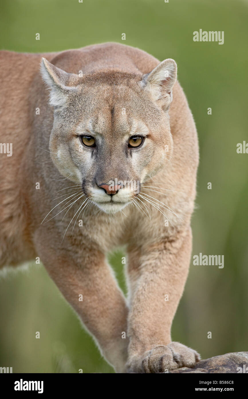 Mountain lion ou le couguar (Felis concolor), en captivité, Grès, Minnesota, États-Unis d'Amérique, Amérique du Nord Banque D'Images