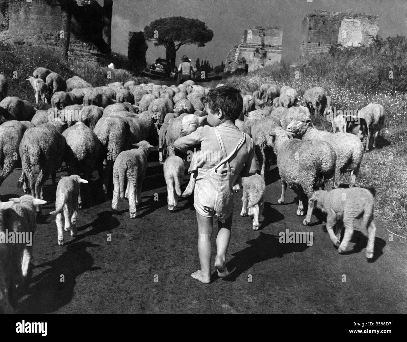 Les jeunes Guerrino aime à suivre les moutons comme ils passent le long de l'ancienne Voie Appienne, dans le sud-est de l'Italie. P004703 Banque D'Images