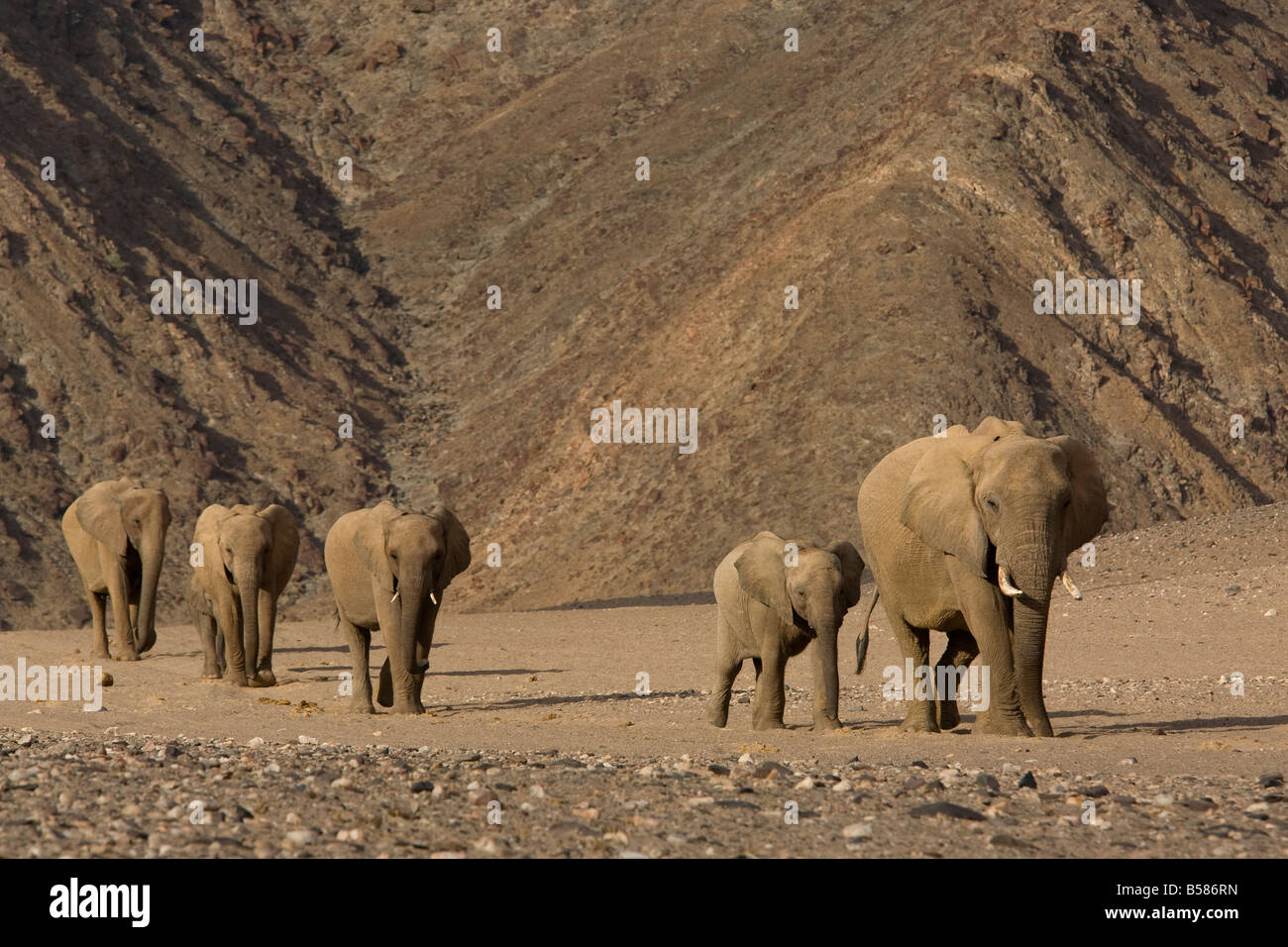 Troupeau de désert de l'elephant (Loxodonta africana africana), Namibie, Afrique Banque D'Images