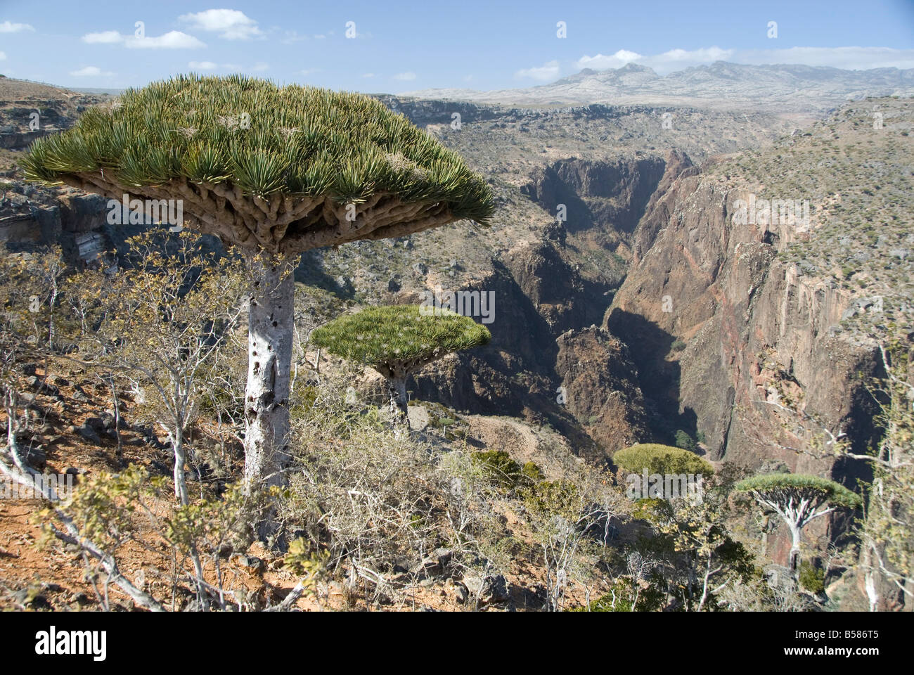 Dearhur Canyon, sang du Dragon des arbres, le long du plateau Diksam, rim, centrale de l'île de Socotra, au Yémen Banque D'Images