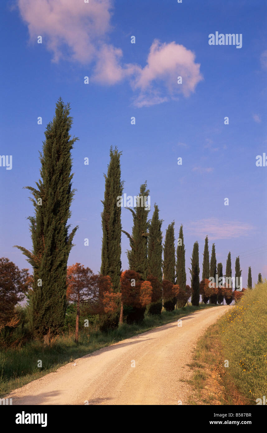 Route de campagne avec des cyprès près de San Quirico, Toscane, Italie, Europe Banque D'Images