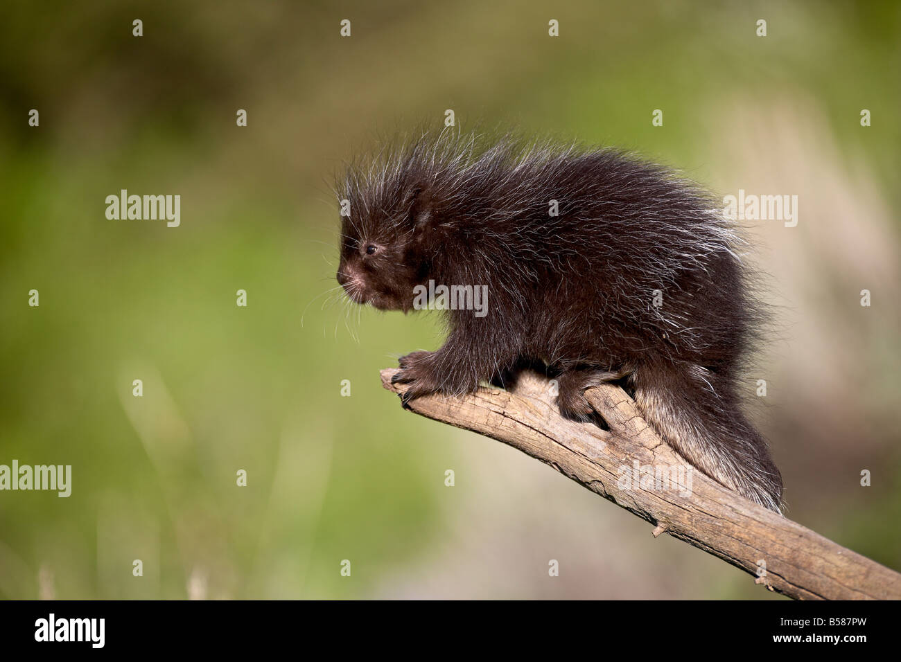 Un bébé en captivité le porc-épic (Erethizon dorsatum), les animaux du Montana, Bozeman, Montana, États-Unis d'Amérique, Amérique du Nord Banque D'Images