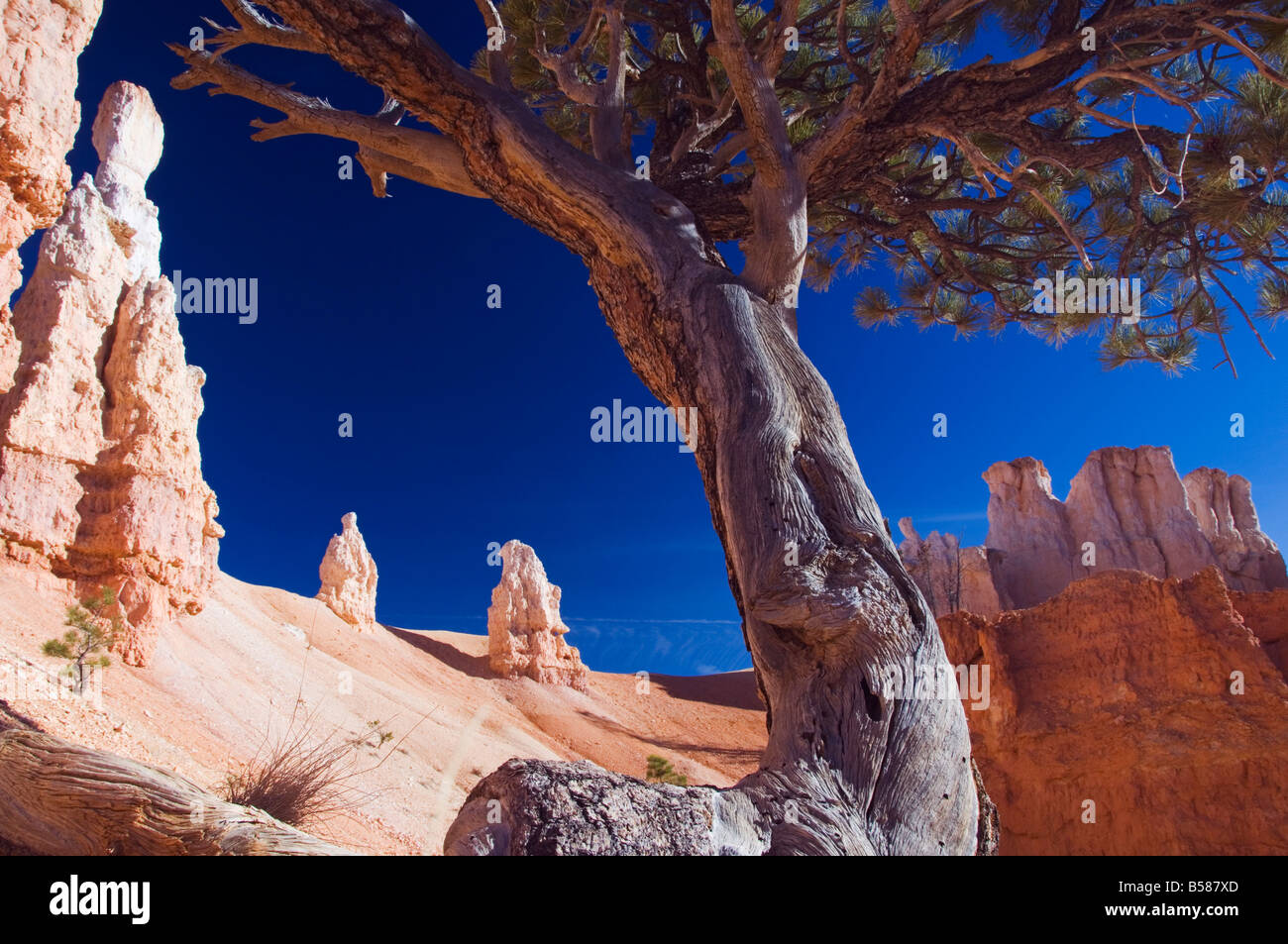 Un tronc d'arbre noueux parmi les coraux colorés et cheminées sur le sentier de Peekaboo le Parc National de Bryce Canyon, Utah Banque D'Images