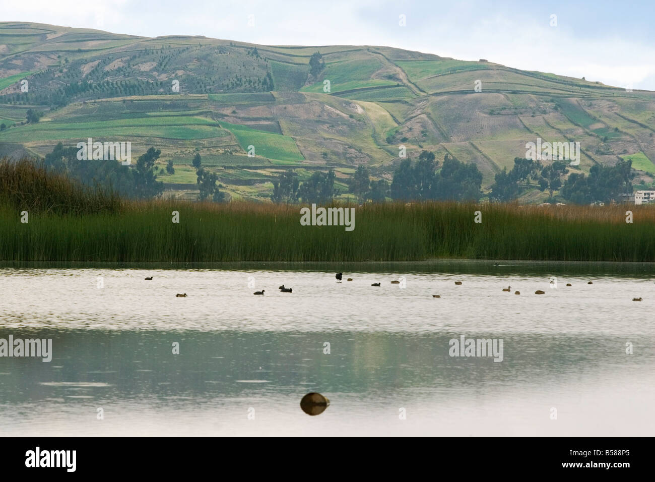 Laguna de Colta sud ouest de Riobamba, province de Chimborazo, Central Highlands, Equateur, Amérique du Sud Banque D'Images