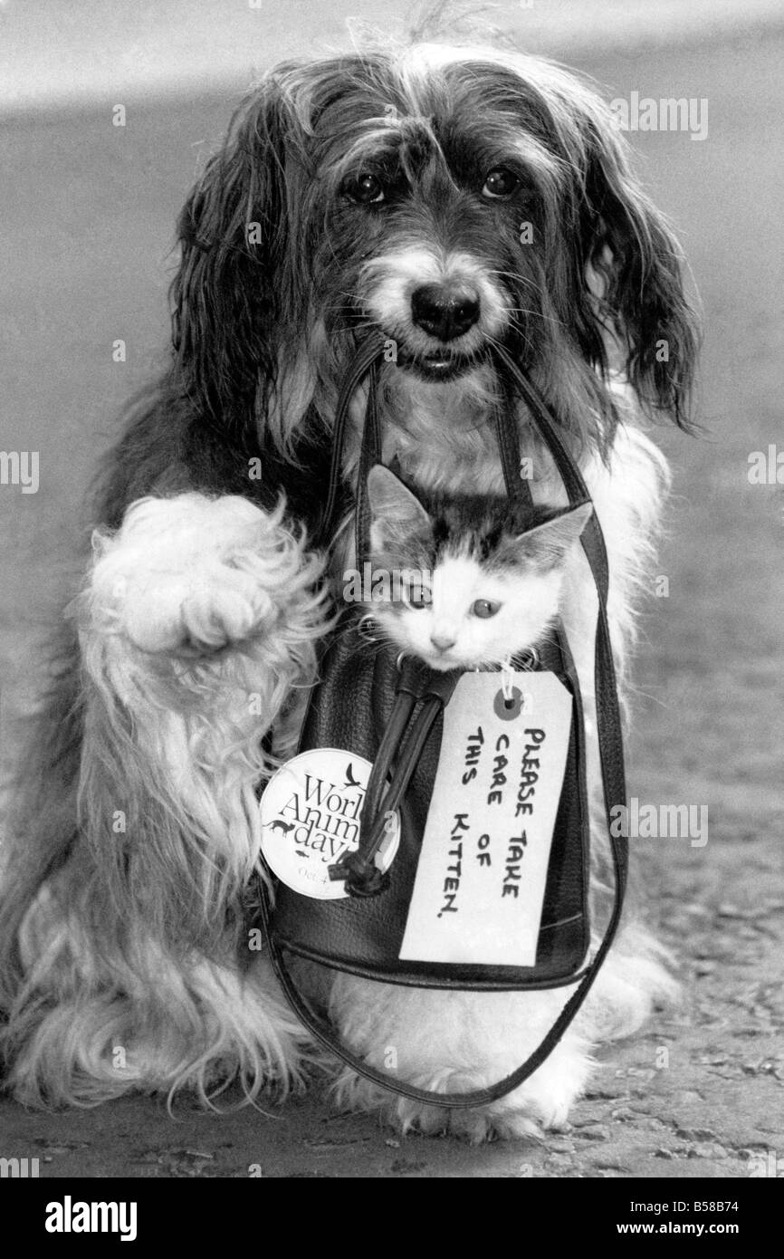 Star Canine Pippin donne un chaton sans-abri un peu d'ascenseur et aide les organismes de bienfaisance des animaux britanniques obtiennent leur donner un animal d'une campagne d'accueil hors du sol. L'appel, à l'approche de la Journée Mondiale des Animaux le mois prochain, vise à trouver de bons foyers pour des milliers d'animaux domestiques qui sont n'ont pas de chance. Avec Pippin et son petit assistant sur leur côté, il doit être dans le sac. Septembre 1990 P006021 Banque D'Images