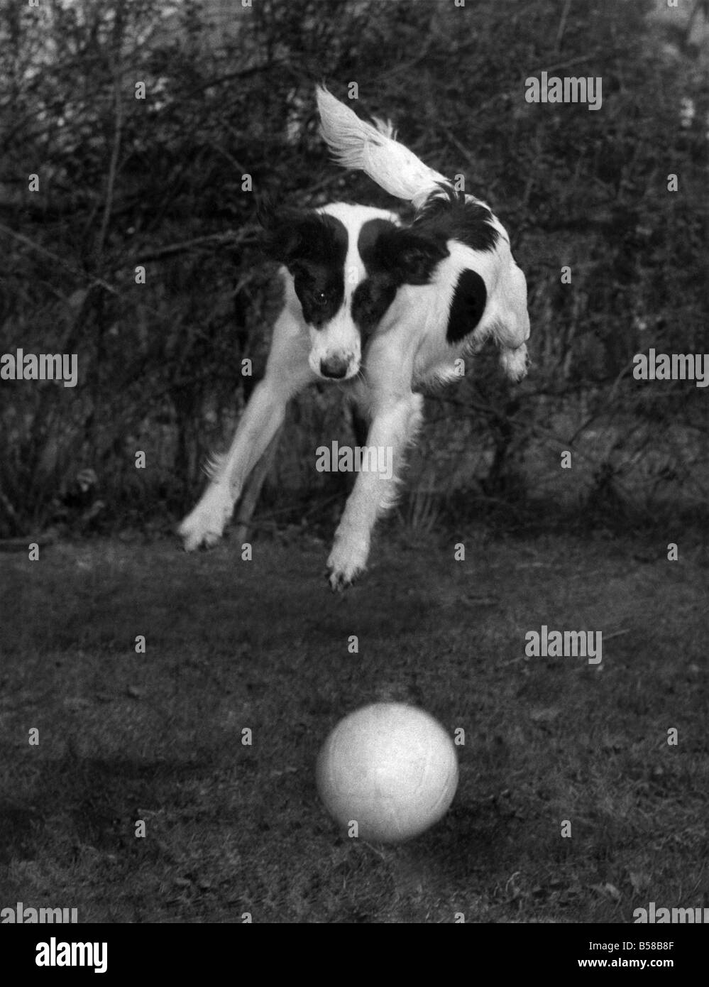 Gambades dans le jardin - Coupe du monde chien Pickles romping dans le jardin avec un ballon de football le lundi (28-3-66). Mars 1966 P006034 Banque D'Images