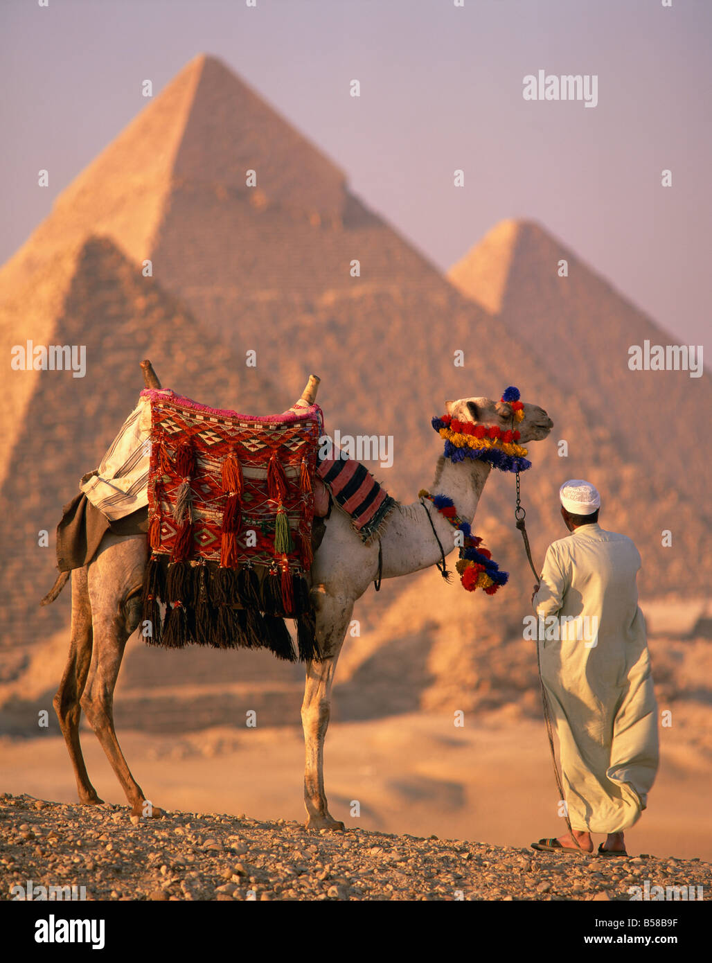 Pour les chameaux de selle étant dirigé vers pyramides par l'homme en robe blanche dans la soirée, à Gizeh, Egypte Banque D'Images