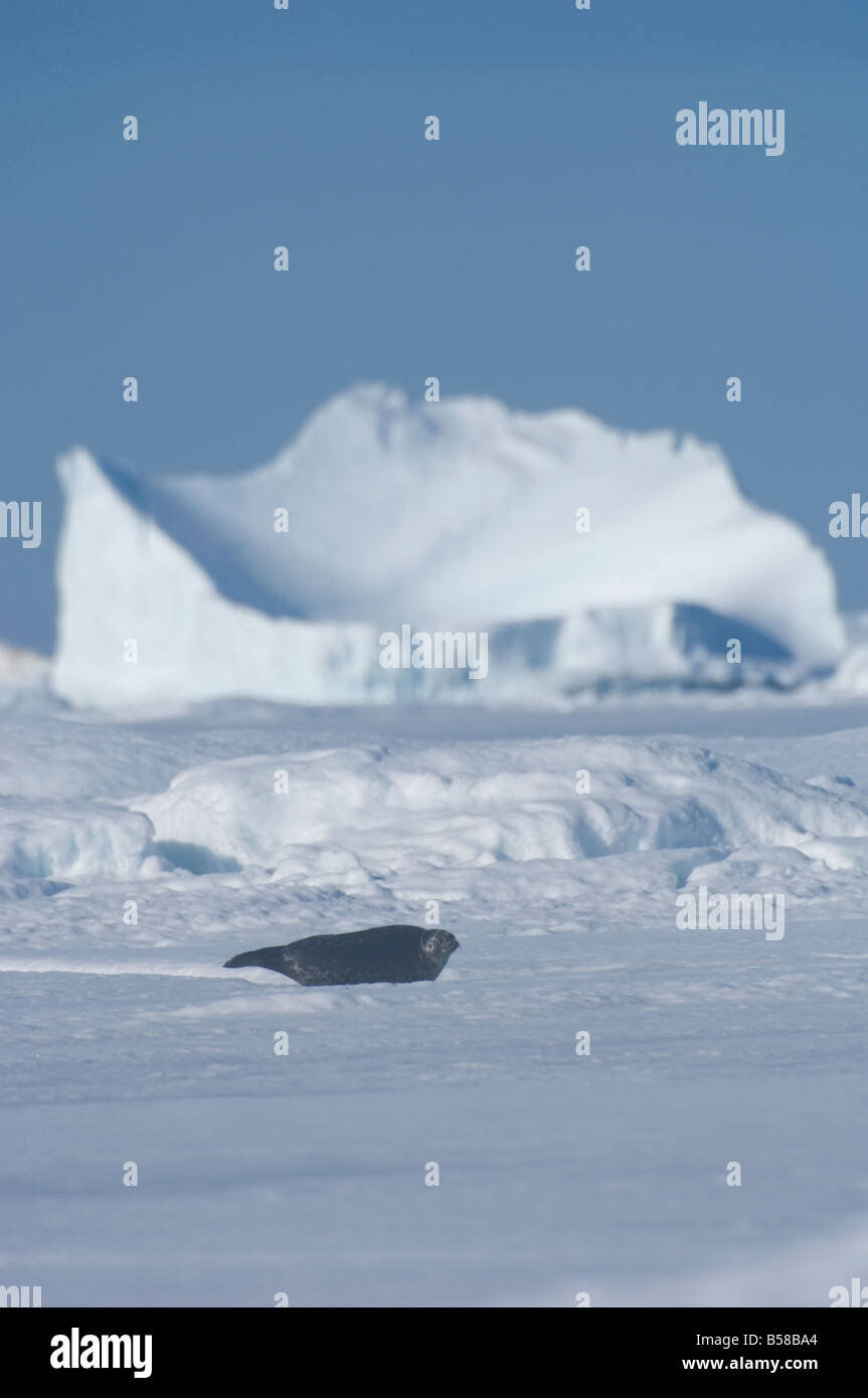 Bebe Phoque Annele Sur 2 Mois Les Jeunes Phoques Sont Nes Dans Les Cavites Cachees Tanieres Sous La Neige Sur La Glace De Mer Photo Stock Alamy Bebe Phoque Annele Sur 2 Mois Les Jeunes Phoques Sont Nes Dans Les Cavites Cachees Tanieres Sous La Neige Sur La Glace De Mer Photo Stock Alamy