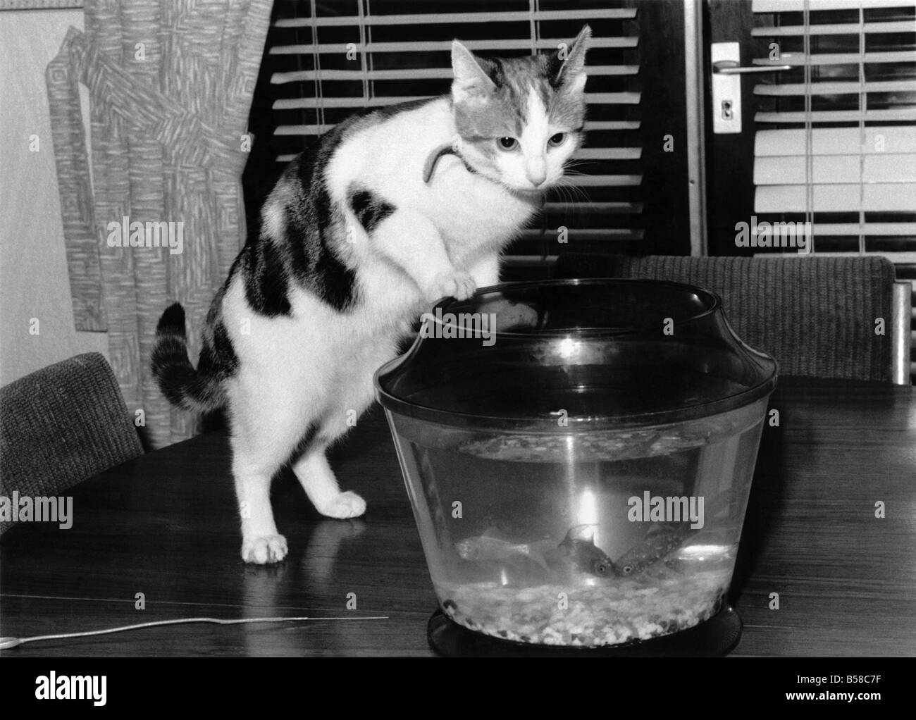 Pêche : Sue le juste curieux de tiges de lucky cat Hughie et son poisson mates. Décembre 1989 P006183 Banque D'Images