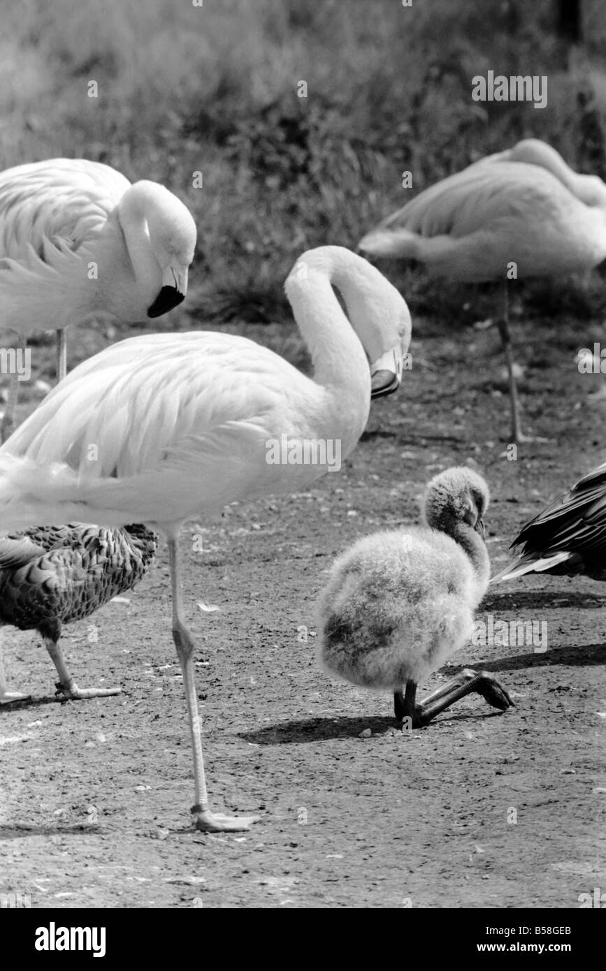 Freddie Le Flamant Rose : une petite boule de poils, un vrai casse-tête. Tandis que la maman est allé chercher de la nourriture, ou le lissage elle-même, les jeunes d'un bébé de Freddie mais quelques jours seulement situé lui-même en boule comme un nuage de poudre. Il est un très jeune flamingo né au zoo de Whipsnade. Ses plumes sont vraiment comme une balle de laine, et il a certes été un peu un casse-tête, aux visiteurs. Août 1977 77-04312 Banque D'Images