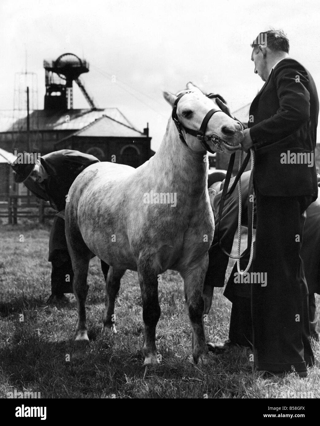 Monty un pit pony mine de Stargate a eu une journée de congé hier, il était sur le défilé avec d'autres poneys de Durham Division du National Coal Board pour représenter la division en cette année s royal Show à Bristol l'inspection a été à Harraton Colliery, près de Birtley Banque D'Images