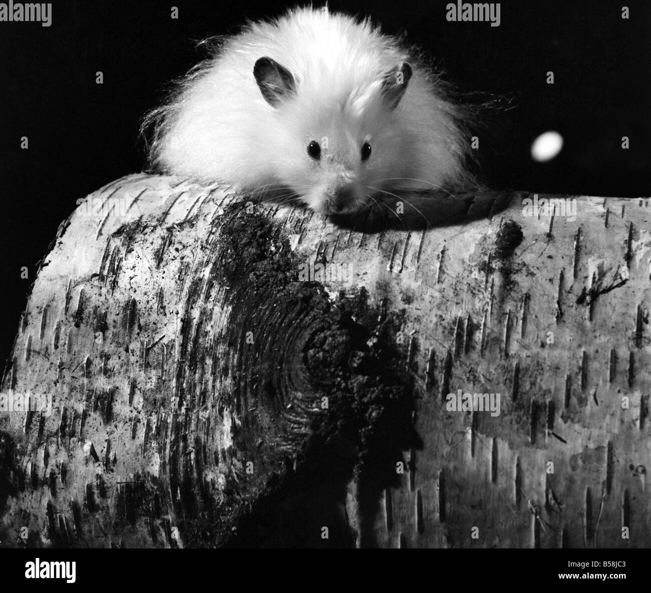Long Haired Hamster Banque De Photographies Et D Images A Haute Resolution Alamy