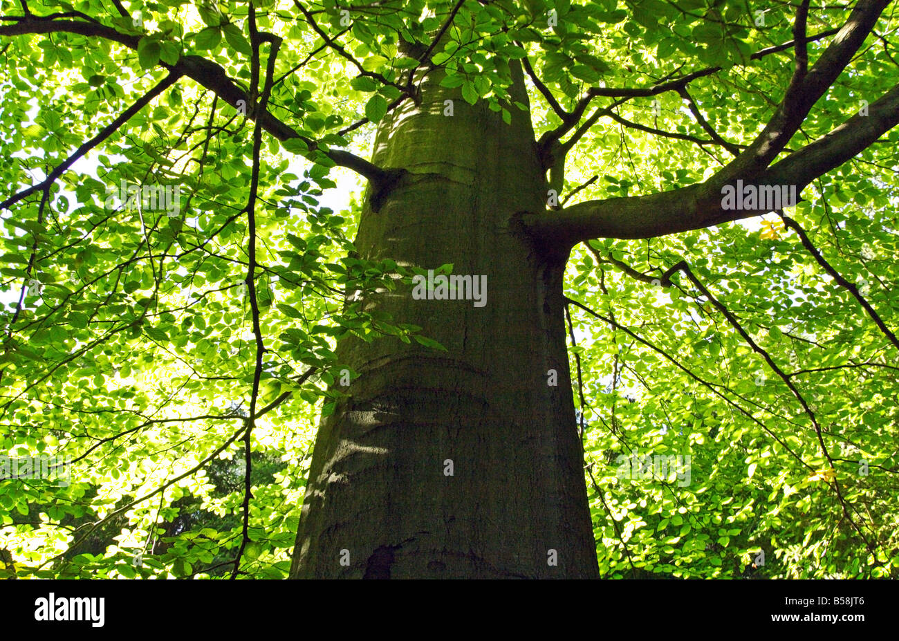 Close-up d'un Beech tree à partir de ci-dessous Banque D'Images