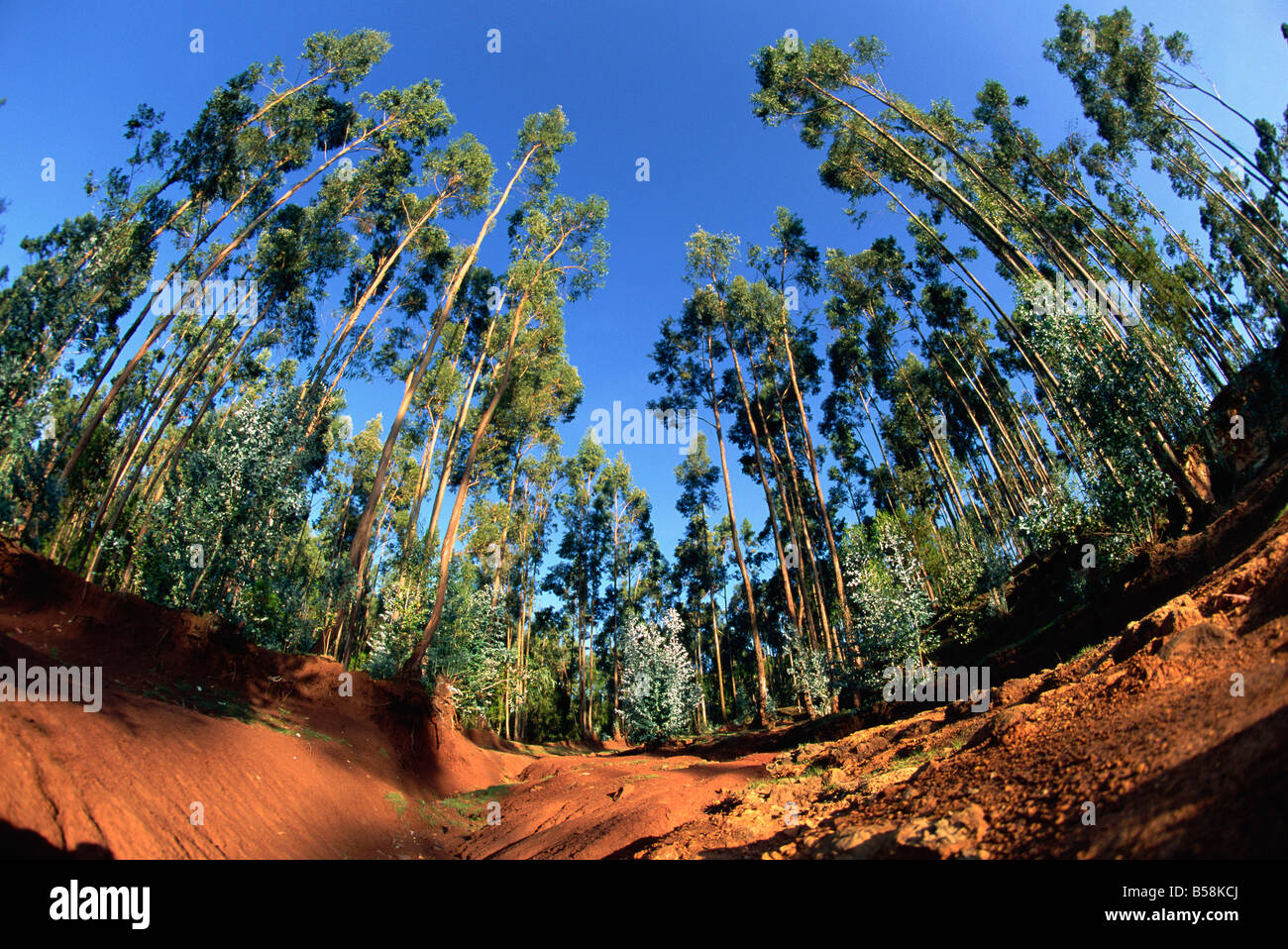 Le géant de la forêt d'eucalyptus Addis Ababa Ethiopie Afrique Banque D'Images