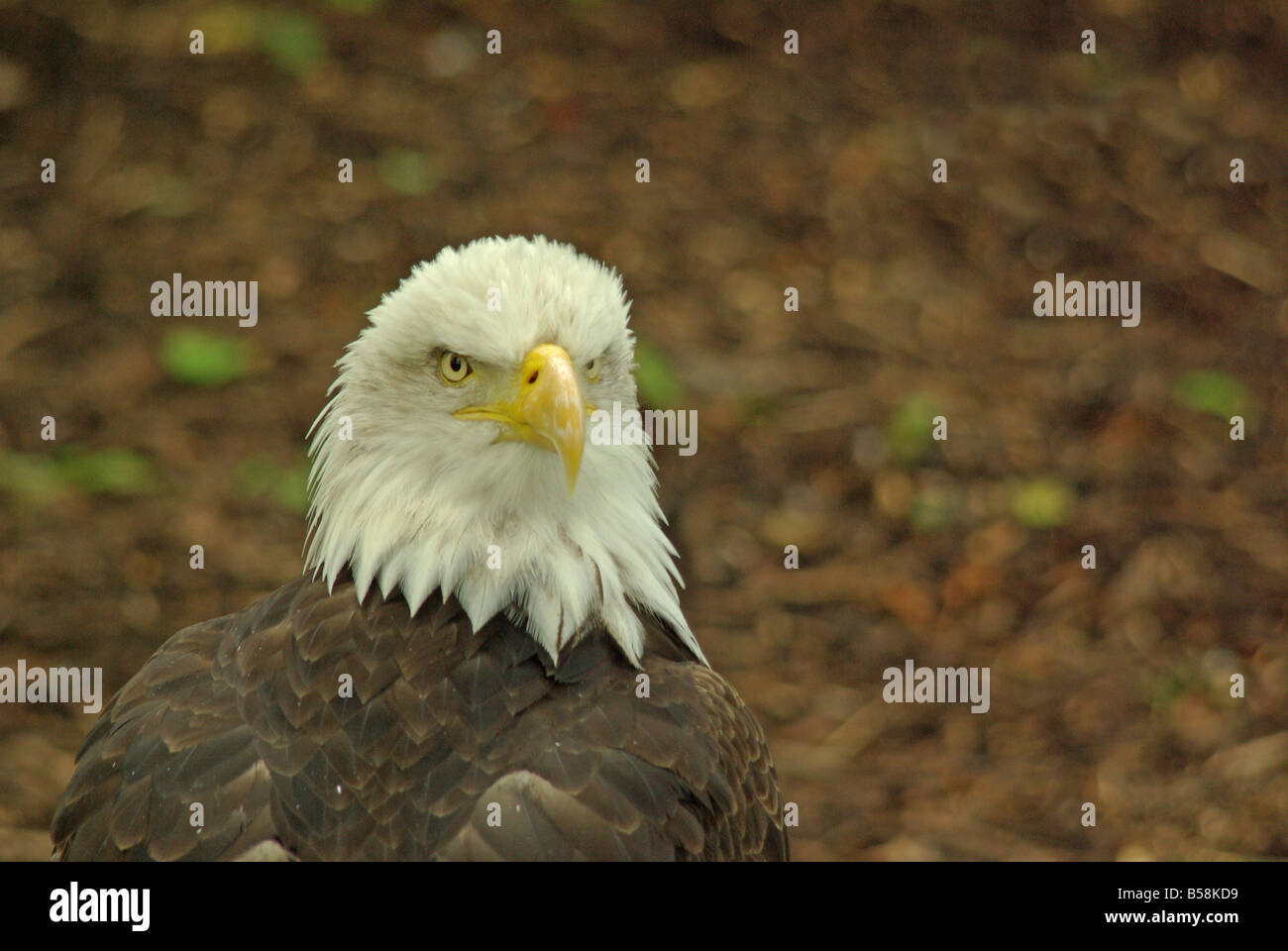 American Bald Eagle, Haliaeetus leucocephalus Banque D'Images