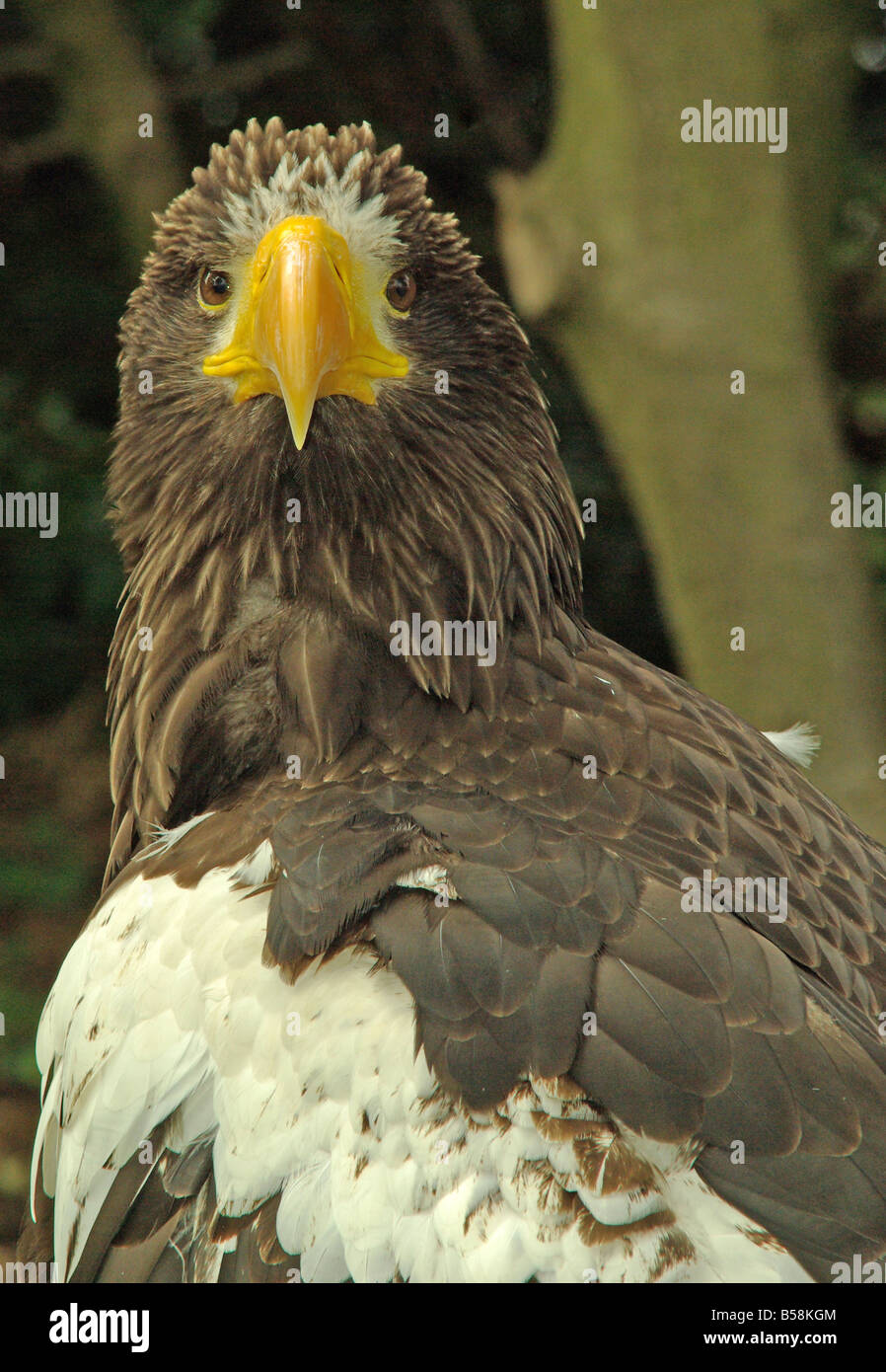Stellers sea eagle, Haliaeetus pelagicus. Banque D'Images