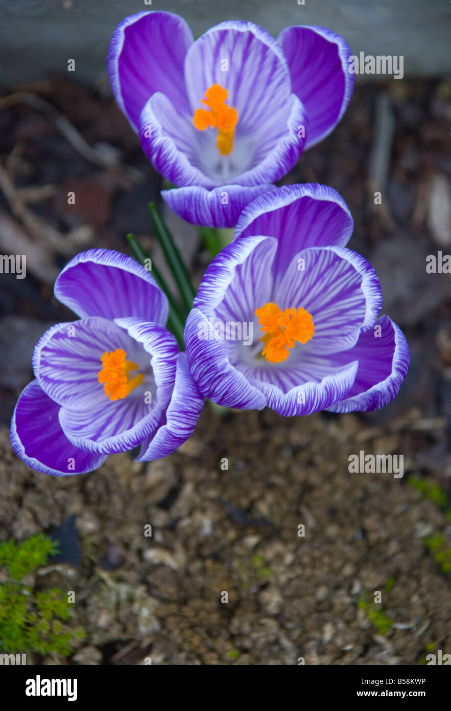 Fleurs de crocus safran montrant les précieuses étamines de safran dans la fleur Banque D'Images