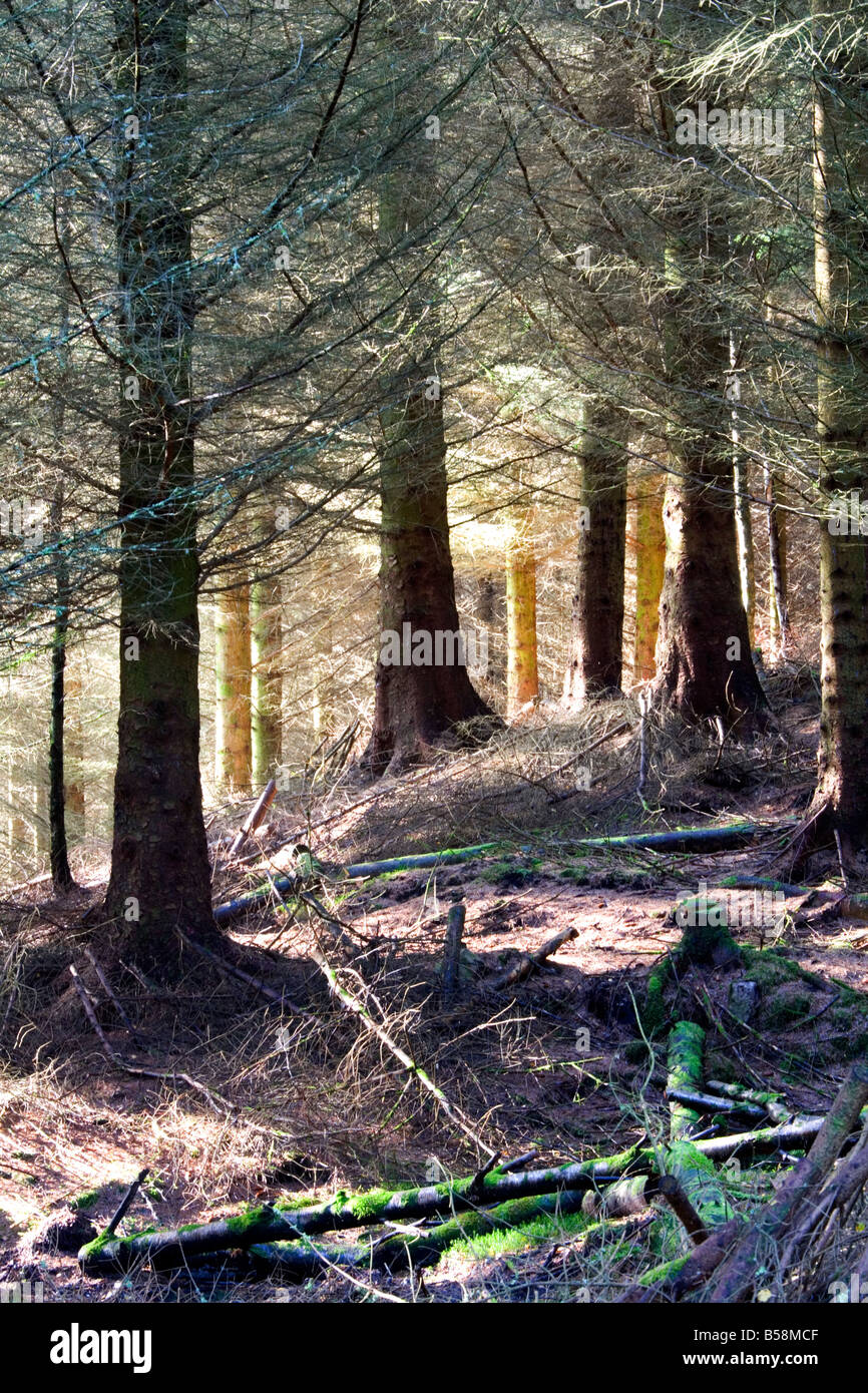 La foresterie commerciale dans la région de Glen Lyon Ecosse Banque D'Images