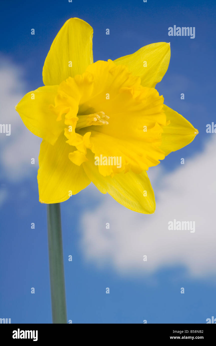 Fleur jaune jonquille Banque D'Images