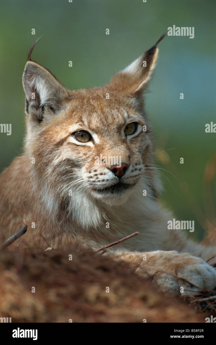 Lynx se nourrissent de petits mammifères et de lièvres tétras petite deer Ranua Wildlife Park Finlande Lynx L Murray Banque D'Images