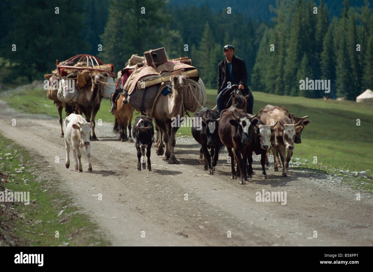 Migration estivale des montagnes de l'Altaï kazakhs du Xinjiang Chine Asie du Nord-Est Banque D'Images