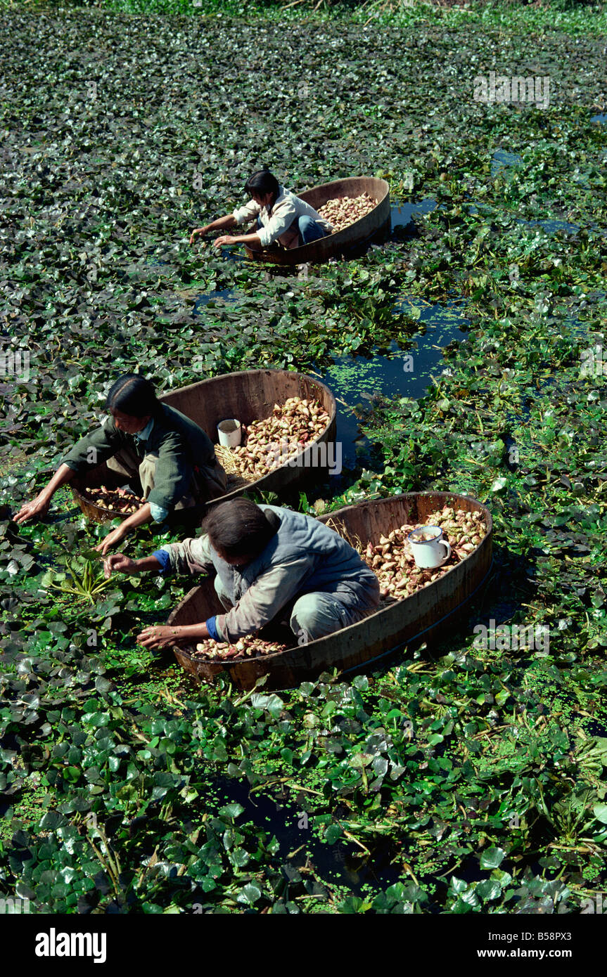 La récolte de châtaignes d'eau, près de Nankin, Chine Banque D'Images