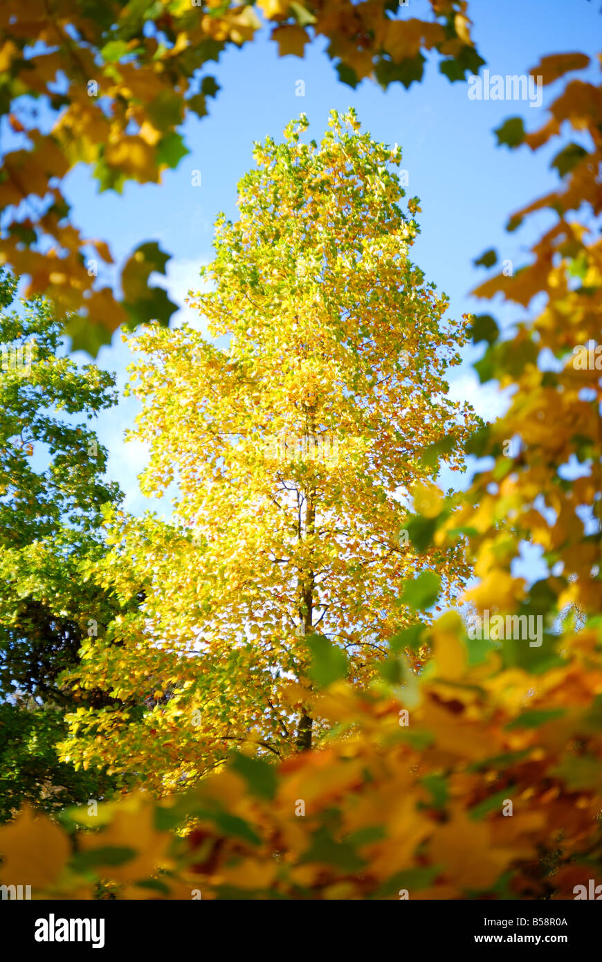 Les feuilles d'automne, la Vallée des jardins, Windsor Great Park, Virginia Water, Surrey, Angleterre, Royaume-Uni Banque D'Images