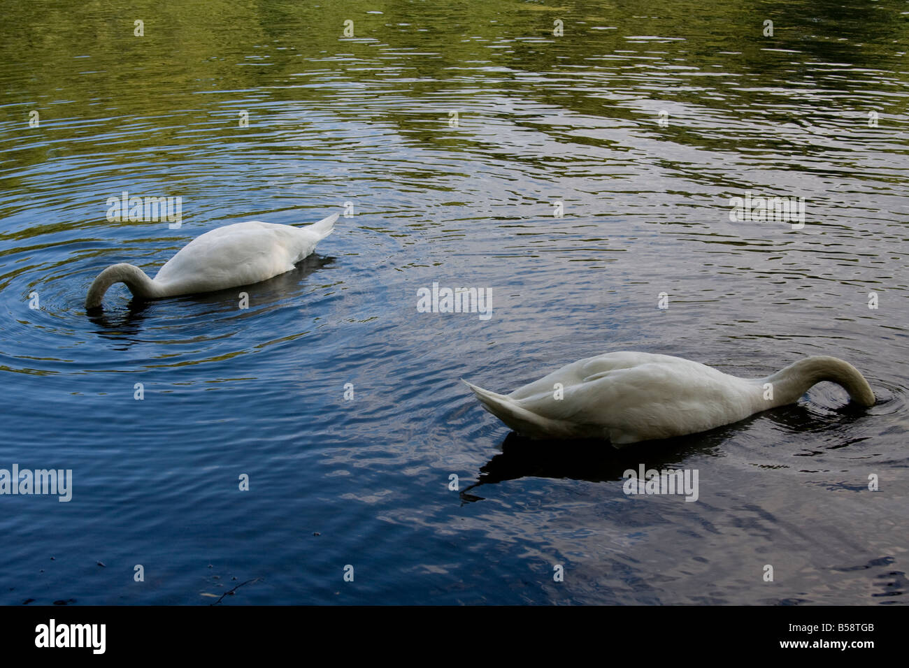 Deux cygnes se nourrissant sur les plantes au fond d'un étang en été. Banque D'Images