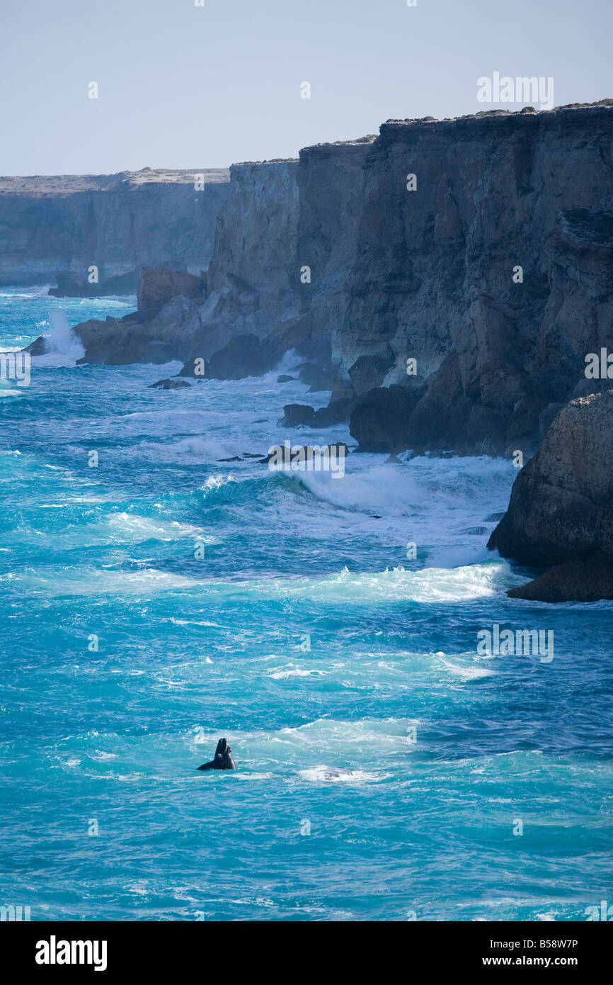 Baleine franche australe plaine du Nullarbor Bunda cliffs Australie du Sud Banque D'Images
