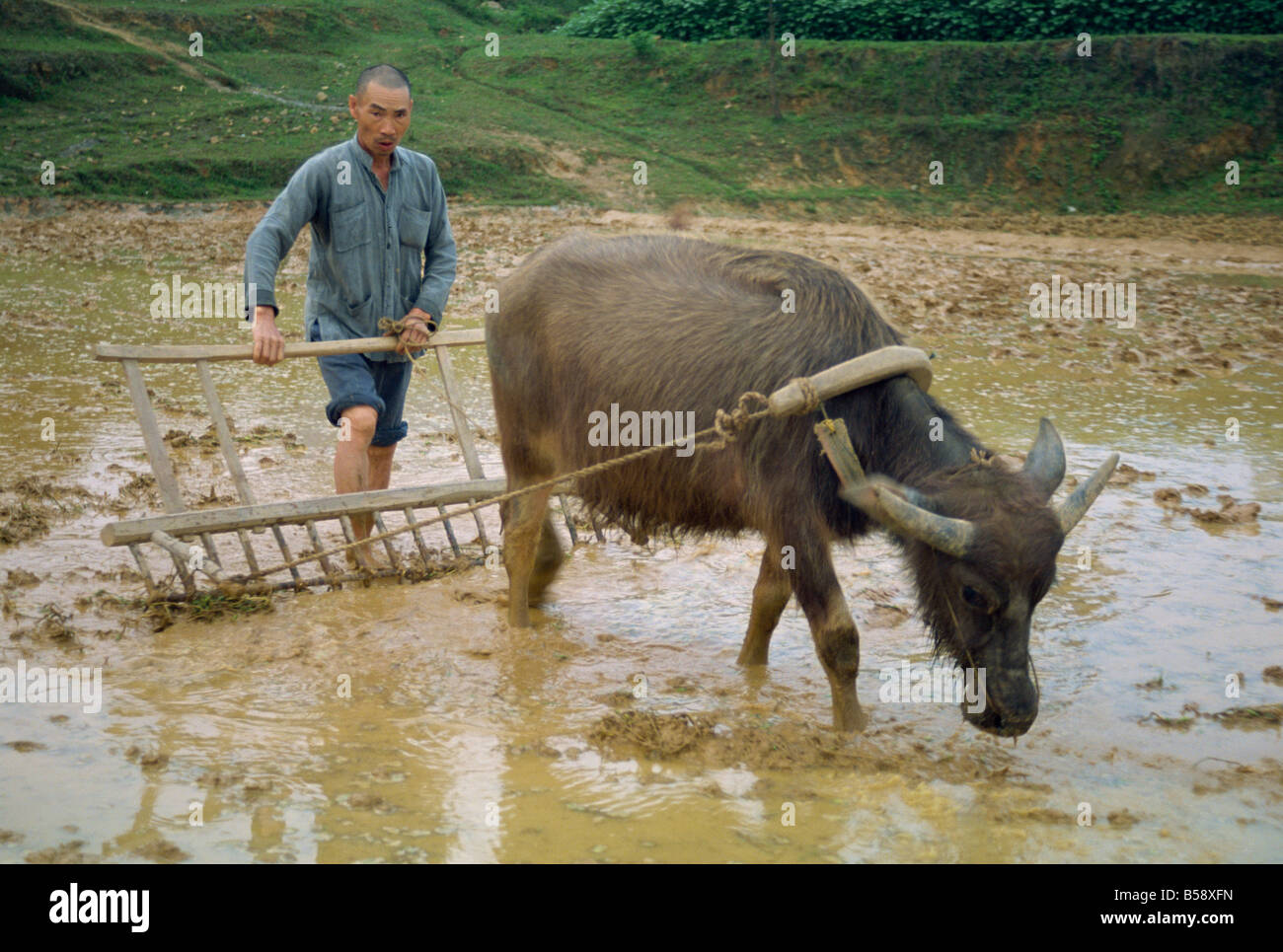 Agriculteur avec bullock charrue en terrain inondé à Guilin Chine G Hellier Banque D'Images