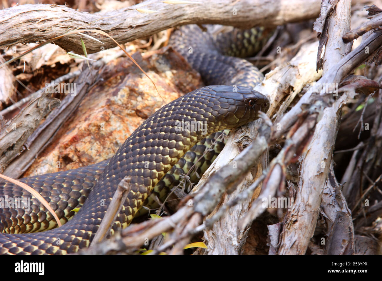 Un roi serpent brun prêt à frapper sur la péninsule d'Eyre avec photographie haute résolution Banque D'Images