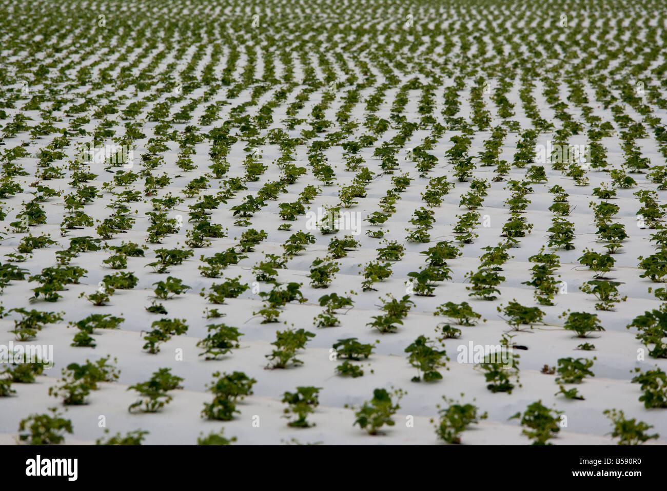 L'agriculture fraises de Ventura en Californie Banque D'Images