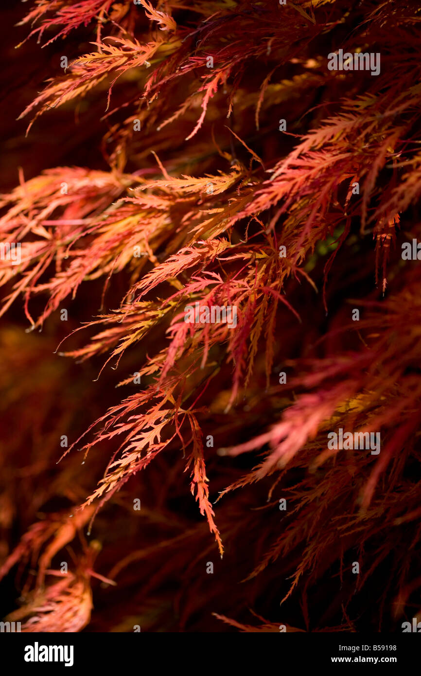 Les feuilles d'automne - Acer palmatum Dissectum Atropurpureum Banque D'Images