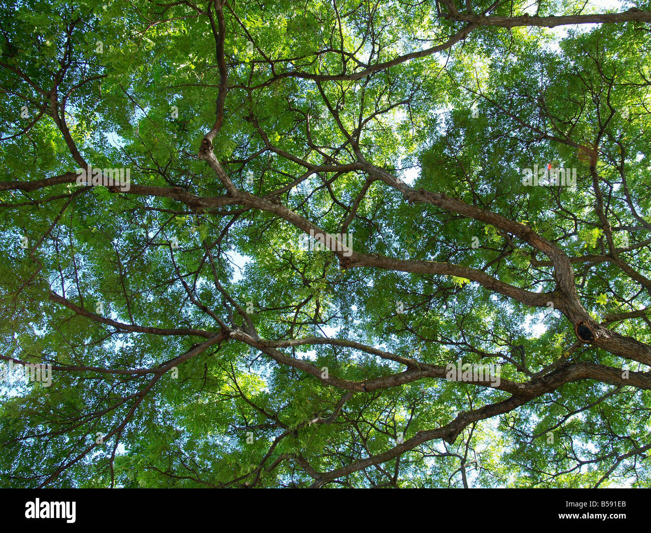 Monkey Pod (Raintree) arbres - Manoa, Oahu, Hawaii, USA Banque D'Images