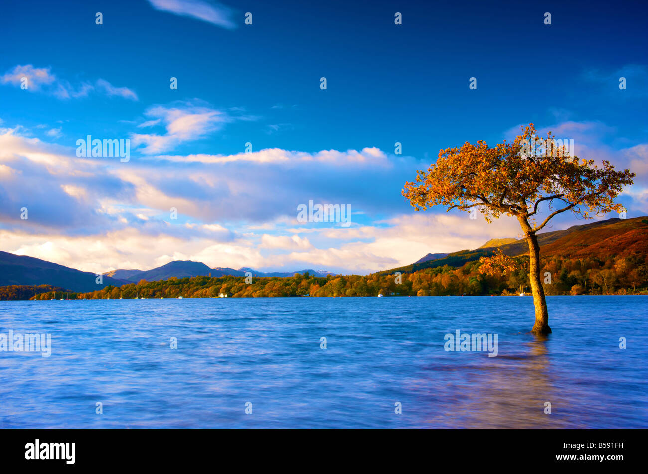 Arbre isolé entouré par l'eau sur les rives du Loch Lomond Banque D'Images