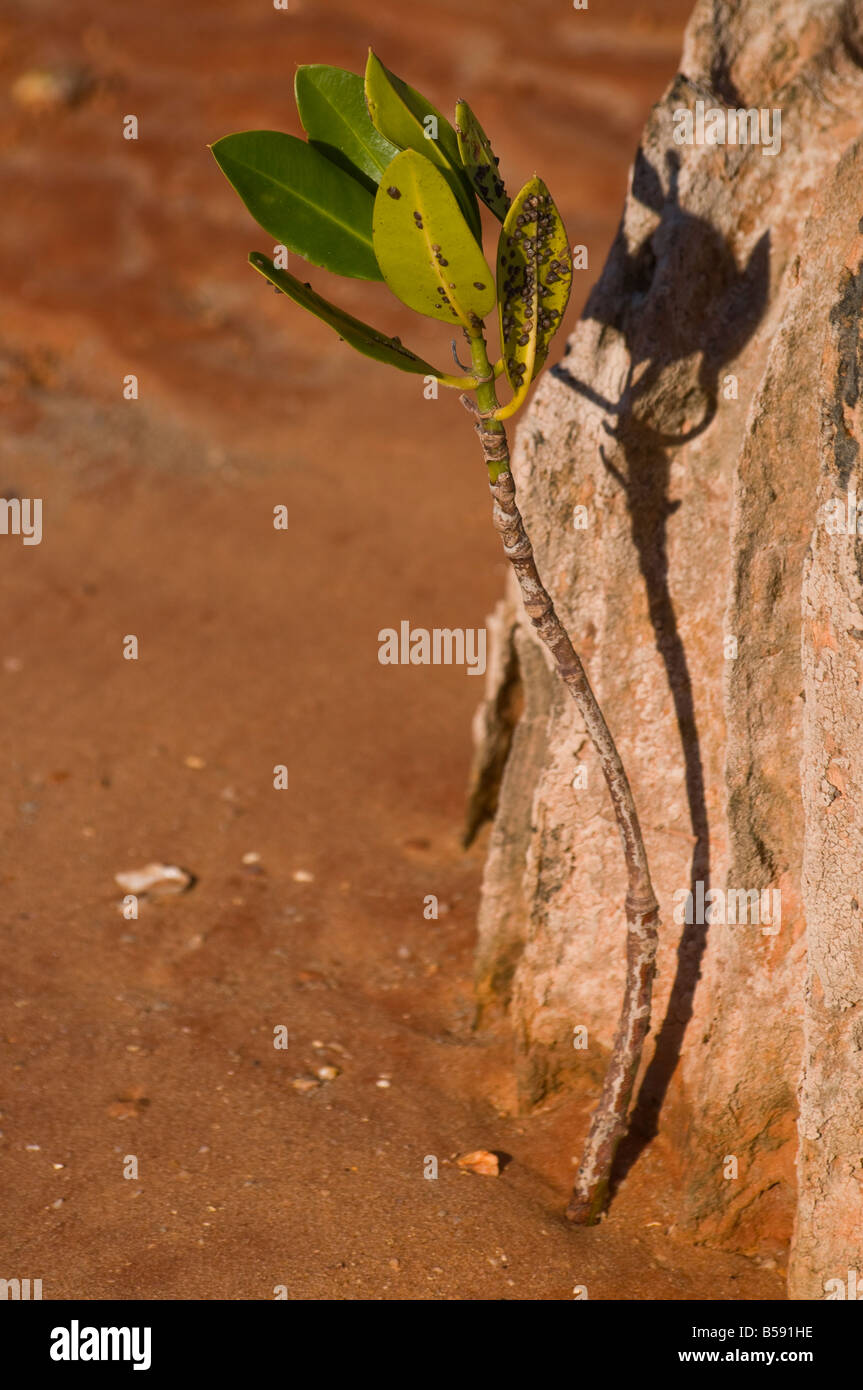 Les jeunes mangroves s'établissent en germant sur un estuaire boueux près de Broome en Australie Banque D'Images