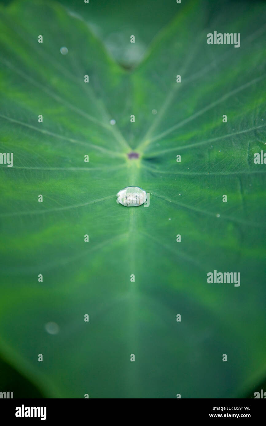 Serre tropicale au Jardin Botanique Kruidtuin Louvain. Leuven, Belgique (42) Banque D'Images